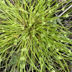 Isolepis gaudichaudiana at Gundary, NSW - 17 Oct 2022