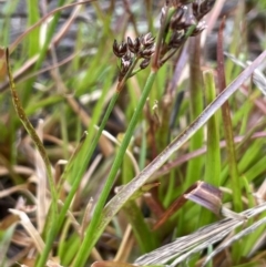 Juncus planifolius (broad-leaved rush) at Pomaderris Nature Reserve - 17 Oct 2022 by JaneR