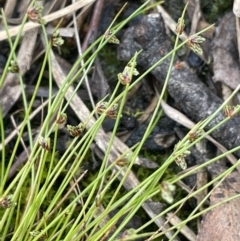 Unidentified Rush, Sedge or Mat Rush at Gundary, NSW - 17 Oct 2022 by JaneR