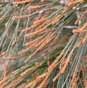 Allocasuarina littoralis at Gundary, NSW - 17 Oct 2022