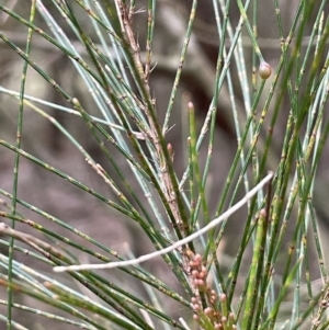 Allocasuarina littoralis at Gundary, NSW - 17 Oct 2022