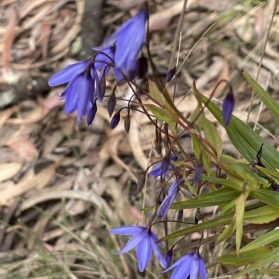 Stypandra glauca (Nodding Blue Lily) at Pomaderris Nature Reserve - 17 Oct 2022 by JaneR