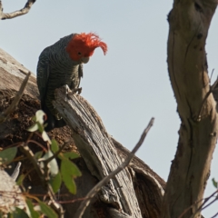 Callocephalon fimbriatum (Gang-gang Cockatoo) at Deakin, ACT - 18 Oct 2022 by MichaelJF