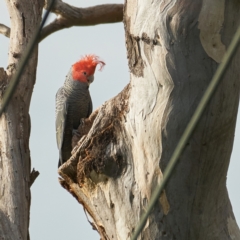 Callocephalon fimbriatum at Deakin, ACT - suppressed