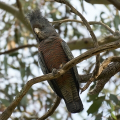 Callocephalon fimbriatum at Deakin, ACT - suppressed