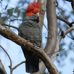 Callocephalon fimbriatum at Deakin, ACT - suppressed