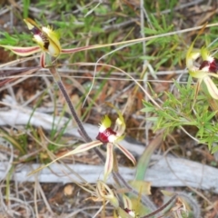 Caladenia parva at Paddys River, ACT - suppressed