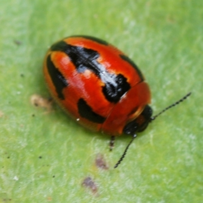 Peltoschema festiva (Leaf Beetle) at Tennent, ACT - 18 Oct 2022 by Harrisi