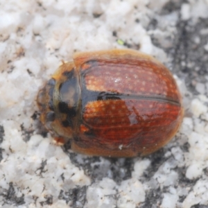 Paropsisterna cloelia at Tennent, ACT - 18 Oct 2022