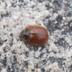 Paropsisterna cloelia at Tennent, ACT - 18 Oct 2022 02:12 PM