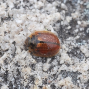 Paropsisterna cloelia at Tennent, ACT - 18 Oct 2022