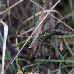 Keyacris scurra (Key's Matchstick Grasshopper) at Lake George, NSW - 15 Oct 2022 by AndyRoo