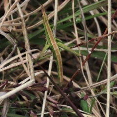 Keyacris scurra (Key's Matchstick Grasshopper) at Lake George, NSW - 15 Oct 2022 by AndyRoo