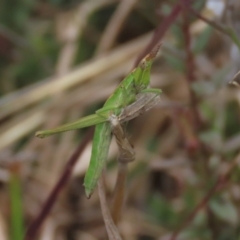 Keyacris scurra at Lake George, NSW - 16 Oct 2022 10:51 AM