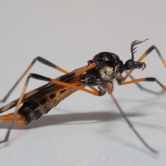 Gynoplistia (Gynoplistia) bella (A crane fly) at Evatt, ACT - 18 Oct 2022 by TimL