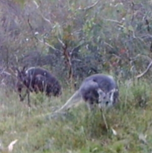 Osphranter robustus robustus at Kambah, ACT - 17 Apr 2022 05:44 PM