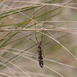 Ischnotoma (Ischnotoma) eburnea at Paddys River, ACT - 18 Oct 2022