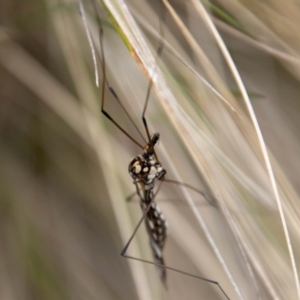 Ischnotoma (Ischnotoma) eburnea at Paddys River, ACT - 18 Oct 2022