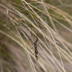 Ischnotoma (Ischnotoma) eburnea at Paddys River, ACT - 18 Oct 2022