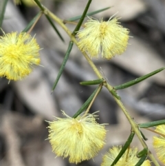 Acacia brownii (Heath Wattle) at Pomaderris Nature Reserve - 17 Oct 2022 by JaneR