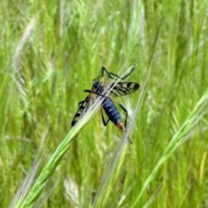 Gynoplistia (Gynoplistia) bella at Aranda, ACT - 18 Oct 2022