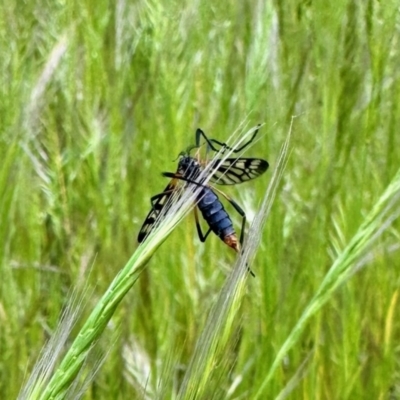 Gynoplistia (Gynoplistia) bella (A crane fly) at Aranda, ACT - 18 Oct 2022 by KMcCue