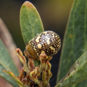 Paropsis pictipennis at Paddys River, ACT - 18 Oct 2022 01:32 PM