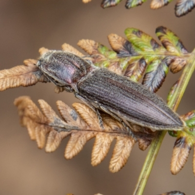 Crepidomenus fulgidus (Click beetle) at Tidbinbilla Nature Reserve - 18 Oct 2022 by SWishart