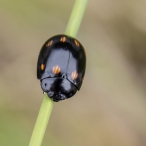 Paropsisterna octosignata at Paddys River, ACT - 18 Oct 2022