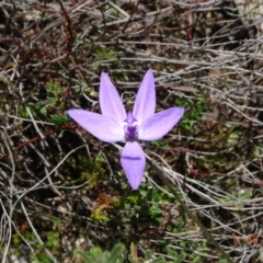 Glossodia major (Wax Lip Orchid) at Tennent, ACT - 17 Oct 2022 by GirtsO