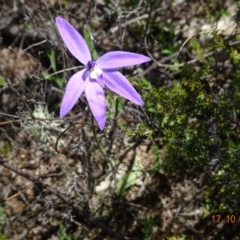 Glossodia major at Tennent, ACT - suppressed