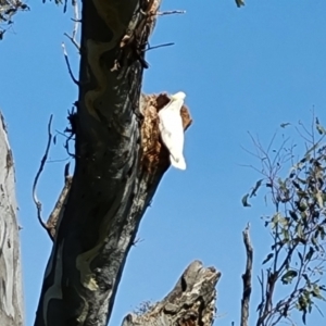 Cacatua galerita at O'Malley, ACT - 19 Oct 2022