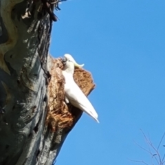 Cacatua galerita at O'Malley, ACT - 19 Oct 2022 09:55 AM