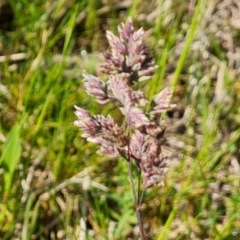 Holcus lanatus at O'Malley, ACT - 19 Oct 2022 by Mike