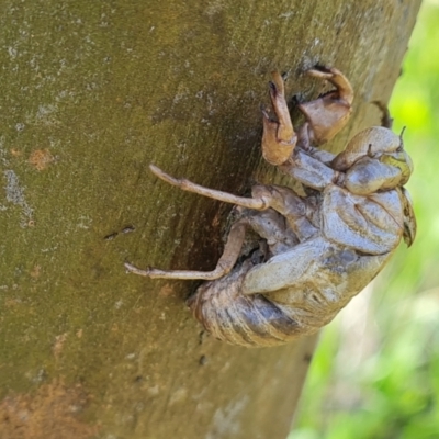 Psaltoda moerens (Redeye cicada) at O'Malley, ACT - 18 Oct 2022 by Mike