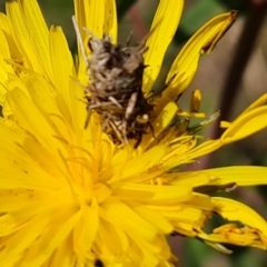 Heliocosma genus at O'Malley, ACT - 18 Oct 2022 by Mike