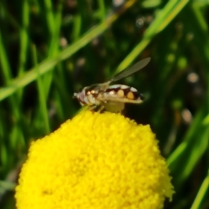 Syrphidae (family) at O'Malley, ACT - 19 Oct 2022