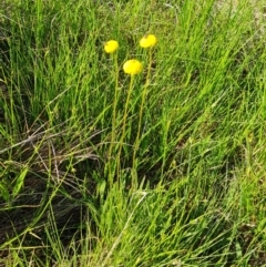 Craspedia variabilis (Common Billy Buttons) at O'Malley, ACT - 19 Oct 2022 by Mike