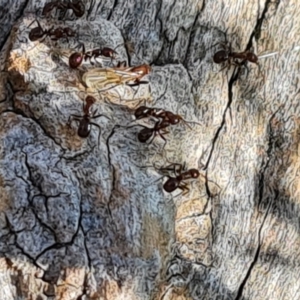 Papyrius sp. (genus) at O'Malley, ACT - suppressed