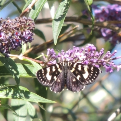 Phalaenoides tristifica (Willow-herb Day-moth) at Conder, ACT - 3 Feb 2015 by MichaelBedingfield