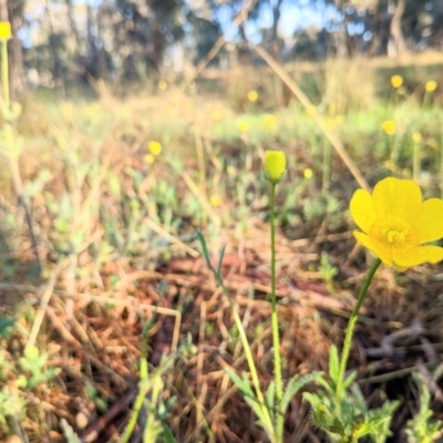 Ranunculus lappaceus (Australian Buttercup) at Harrison, ACT - 18 Oct 2022 by BelindaWilson