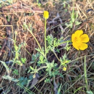 Ranunculus lappaceus at Harrison, ACT - 19 Oct 2022