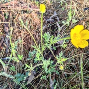 Ranunculus lappaceus at Harrison, ACT - 19 Oct 2022