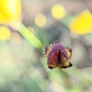 Ranunculus lappaceus at Harrison, ACT - 19 Oct 2022