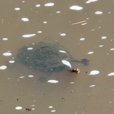 Chelodina longicollis (Eastern Long-necked Turtle) at Lake Tuggeranong - 18 Oct 2022 by NathanaelC