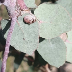 Paropsisterna m-fuscum at Wanniassa, ACT - 19 Oct 2022