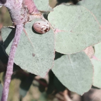 Paropsisterna m-fuscum (Eucalyptus Leaf Beetle) at Farrer Ridge - 19 Oct 2022 by gregbaines