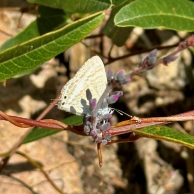 Lampides boeticus (Long-tailed Pea-blue) at Aranda, ACT - 19 Oct 2022 by KMcCue