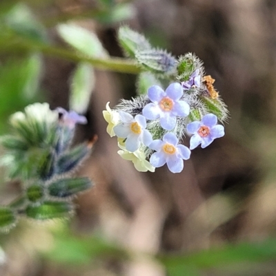 Myosotis discolor (Forget-me-not) at O'Connor, ACT - 19 Oct 2022 by trevorpreston