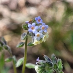 Myosotis discolor at O'Connor, ACT - 19 Oct 2022 11:36 AM